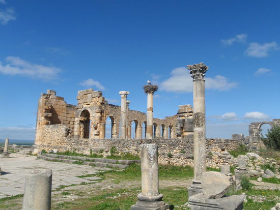 Hier haben die Störche das Zepter übernommen!