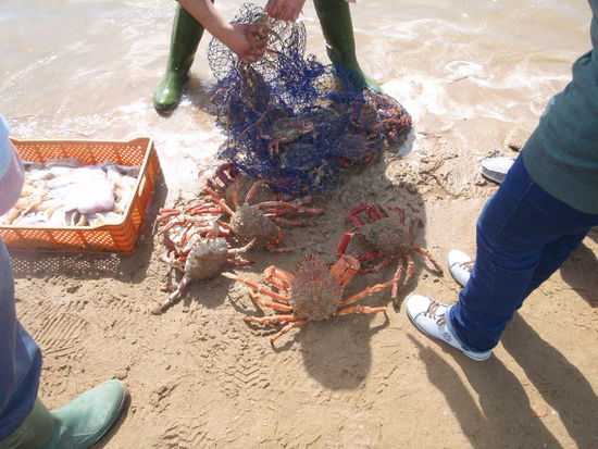 Wir haben eine Krabbe erstanden, die unser Fischer gleich zubereitet hat.