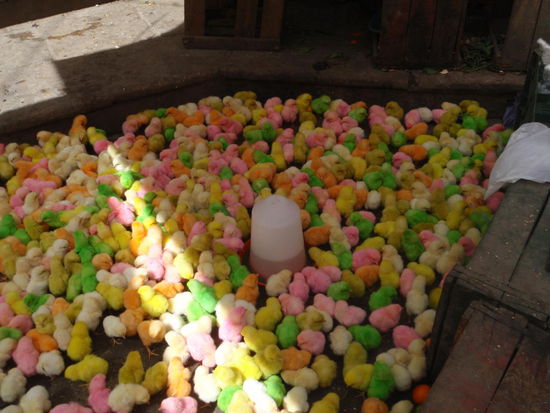 Bunte Küken, ich hab recherchiert, wie das geht, es gibt unterschiedliche Aussagen. Jedoch beim nächsten Federwechsel sind sie wieder gelb.