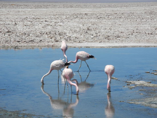 In der schönen Lagune gibt es drei Arten von Flamingos.