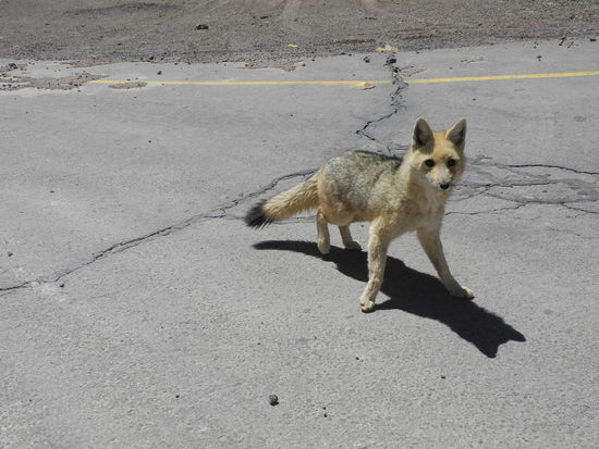 Plötzlich taucht er auf - EL Zorro der Wüstenfuchs