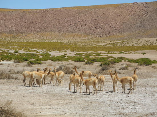 Vicunjas - eine Lama Art.