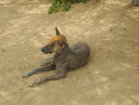 Der peruanische Nackthund diente als 
Wärmequelle und war sehr zutraulich.