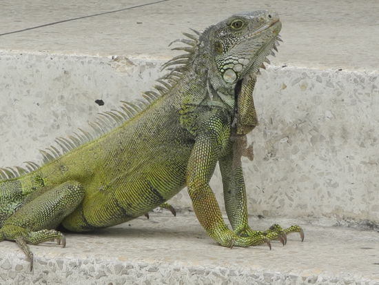 Der grüne Landleguan ist wohl aus dem nahe gelegenen Park entwichen und stimmt uns schon auf Galapagos ein.