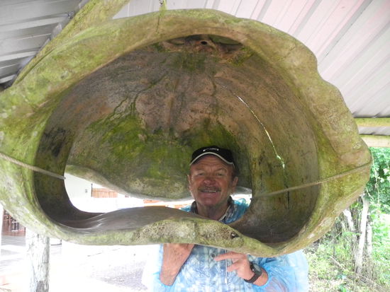 Überdimensional, dieser Schildkrötenpanzer.