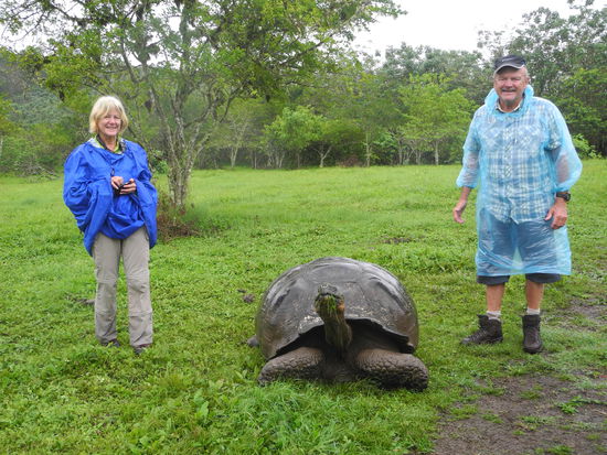 Die Schildkröten können sich frei bewegen, 
sie fauchen wenn man ihnen zu nahe kommt.