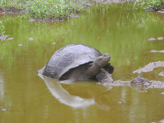 Die Schildkröten fühlen sich hier sehr wohl, das sieht man auch!
