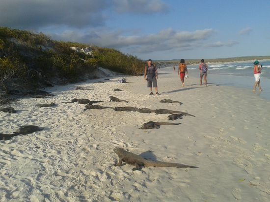 In der Bucht treffen wir  jede Menge Marine Leguane. 
Die liegen hier faul herum um sich aufzuwärmen.