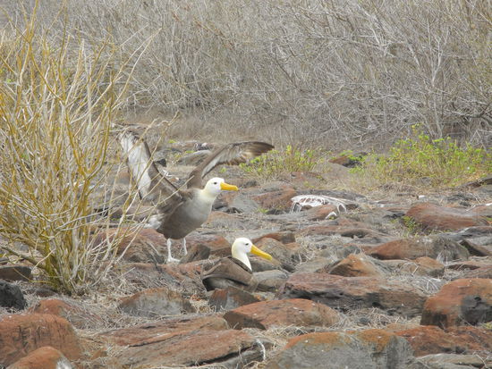 Ein Stück weiter sehen wir junge Albatrosse bei ersten Flugübungen.