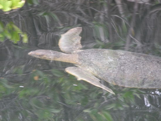 Riesige Schildkröten halten sich hier auf!