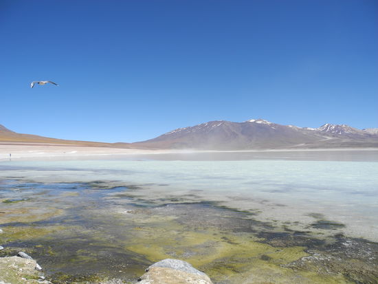 Unser erster Stopp an der Laguna blanca auf 4350 m Höhe. 
Die weiße Farbe kommt von verschiedenen Mineralien und hohem Boraxgehalt.