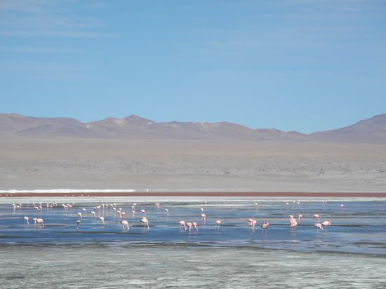 Flamingos soweit das Auge reicht, hier finden sie die richtige Nahrung.