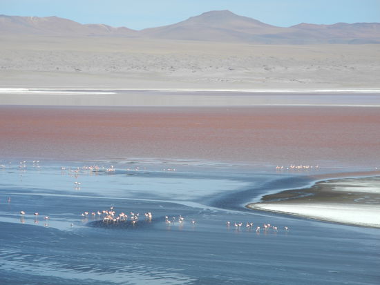 Leider durften wir nicht näher an die Flamingos ran.