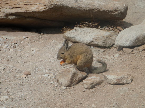 Hier sehen wir ein Viscacha -  eine Mischung aus Hase 
und Eichhörnchen es gehört zur Familie der Chinchillas.