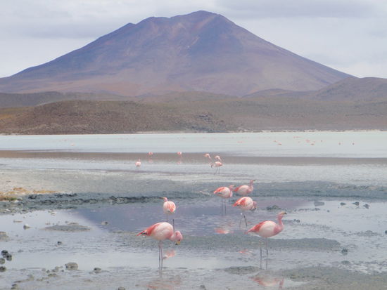 Wir freuen uns am Anblick der bunten Flamingos.