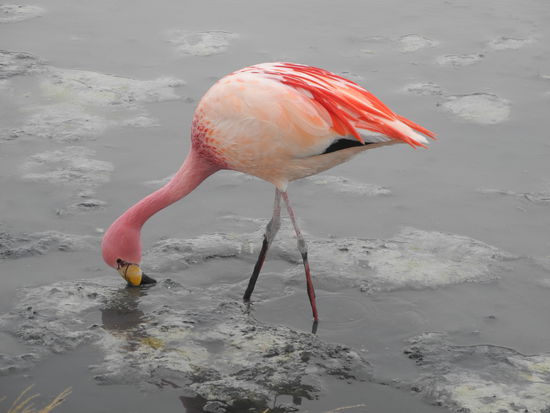 Unser Star lässt sich nicht stören.