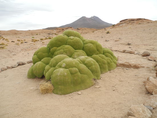 Im Hintergrund der rauchende Vulcan Ojala - vorne die Pflanze Yareta