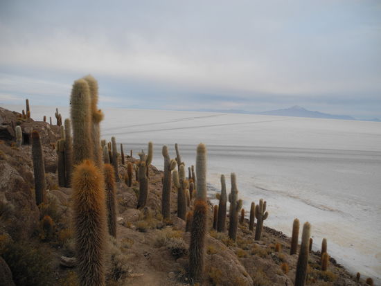Wir trauen unseren Augen nicht, mitten im Salzsee eine Insel auf der riesige Kakteen wachsen und ein toller Blick über den See.