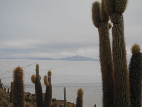 Die stacheligen Pflanzen wachsen ca. 1 cm pro Jahr 
und sind teilweise 12 m hoch.