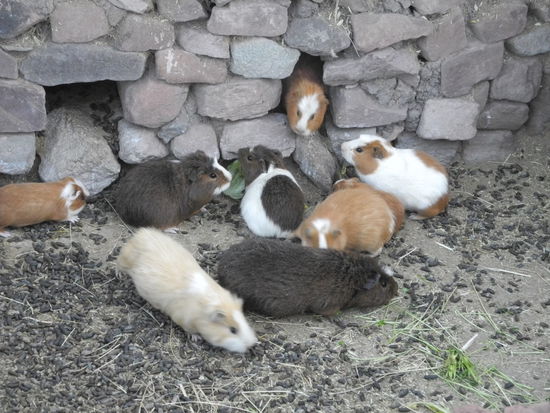 Außerdem gibt es noch Cuy (Meerschweinchen) und Alpaca zum Essen.
