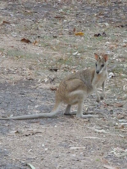 Wallabies, zu Besuch am Abend.