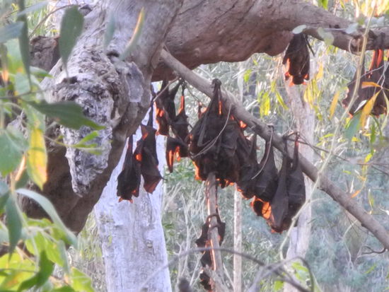 Die Bäume hängen voller Flughunde, ein tolles Schauspiel am Abend.