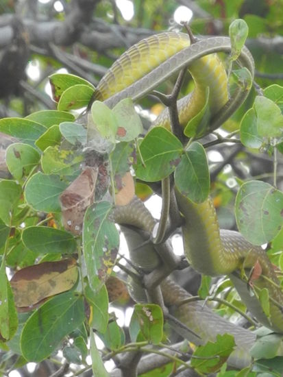 Die grüne Schlange, wir haben sie nicht gesehen, aber der Guide!