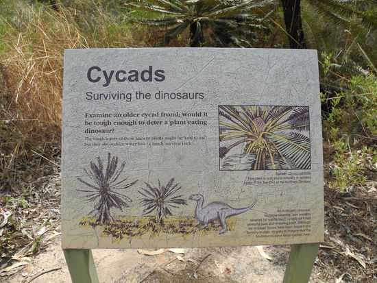 Haben sich die Dinosaurier schon von dieser Pflanze ernährt?