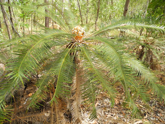 Diese Cycads soll es nur hier geben.