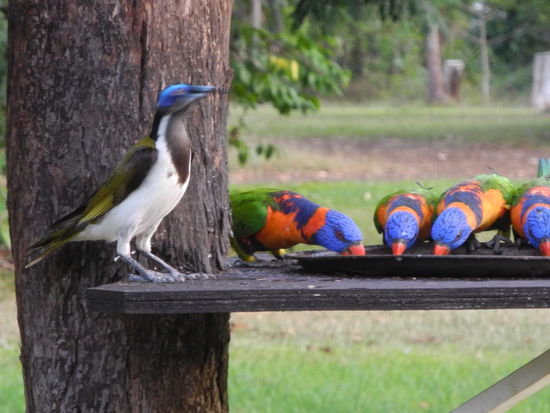 Er darf erst an die Tränke, wenn alle anderen weg sind.