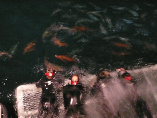 Da die Schnorchler nachts nicht unterwegs sind, gibt es nach dem Dinner eine Attraktion auf der Plattform.  Die Meeresbewohner werden angefüttert, es wimmelt nur so von riesigen Fischen.