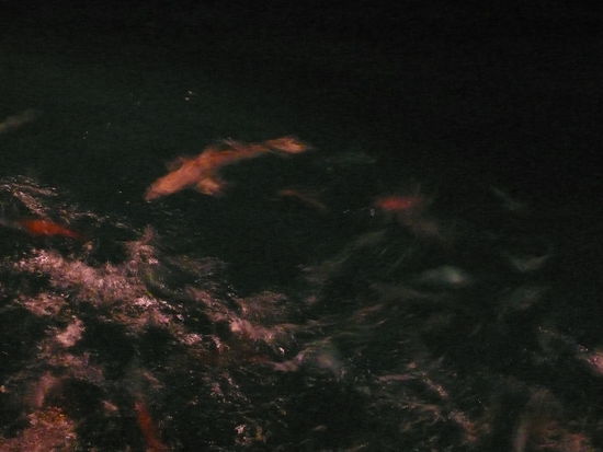 Auch ein Hai schaut immer mal wieder vorbei.