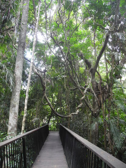 Wie eine Hängebrücke ziehen sich Wurzeln über den Weg.