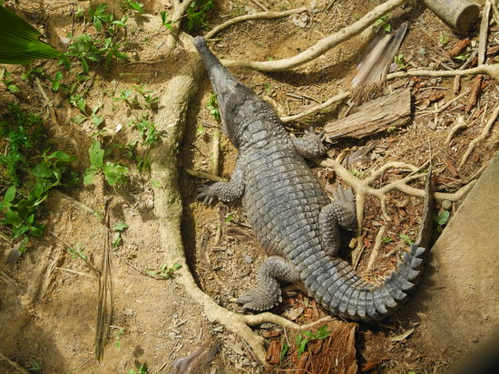 Süßwasserkrokodile -  eher ungefährlich.