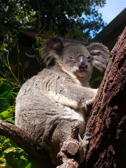 Richtig knuddelig, diese Koalas.