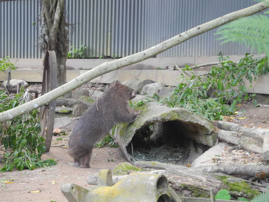 Quokka, eine Känguru Art, sieht eher aus wie eine Ratte.