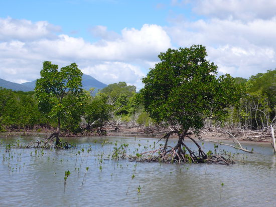 Mangrovenwälder und weiße Standstrände.