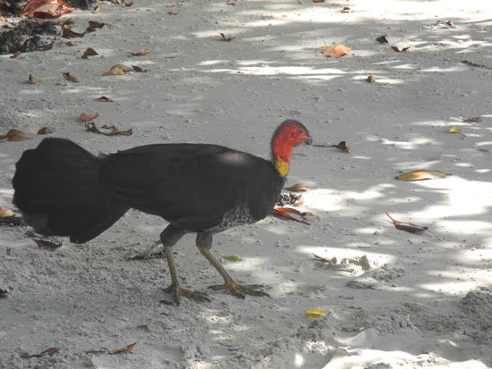 Das ist ein "Verwandter" des Cassowarie, den wir nicht gesehen haben.