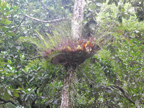 Dieser "Basket of Live" schützt die Bäume und ist Unterschlupf für viele Tiere.