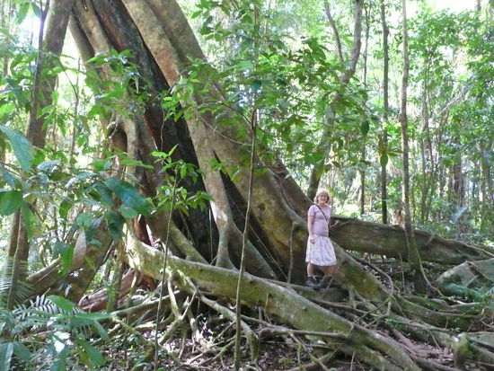 Wir wandern hinauf in die Schlucht und staunen wieder über die riesigen Bäume.