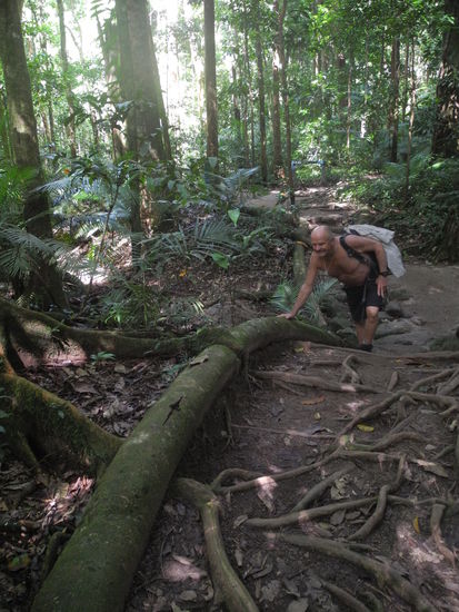 Diese riesigen Wurzeln sehen aus wie Wasserleitungen. Das sind sie auch, denn das Ende führt zum Bach.
