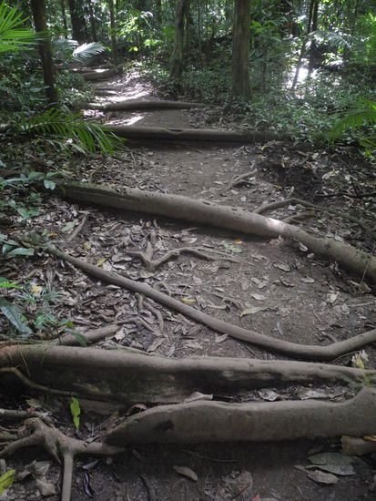 Man nennt sie Stützwurzeln, sie stabilisieren die Bäume.