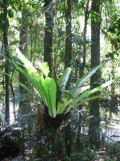 Nach zwei Stunden gemütlicher Wanderung entspannen wir noch etwas in unserem Paradies. Morgen fahren wir zurück nach Cairns.