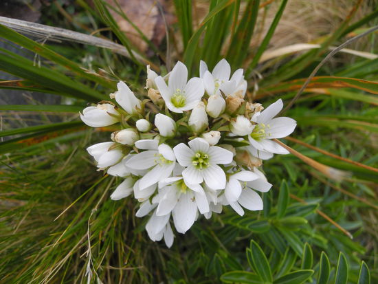 Eine der wenigen Herbstblumen.