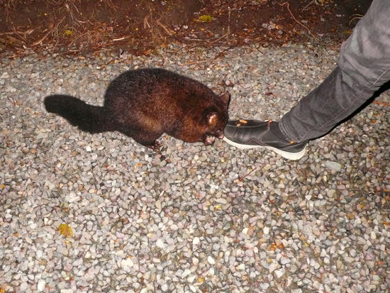 Am Abend bekommen wir noch Besuch von einem Possum, einer Beutelratte in der Größe einer Katze. Bei den Neuseeländern ist das Tier nicht beliebt.