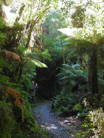 Der gut angelegte Weg führt durch den Dschungel mit hohen Farnbäumen und exotischen Pflanzen.