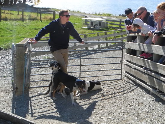 Der Guide demonstriert uns welche Aufgaben die Hunde haben.