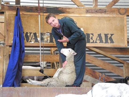 Danach wird ein Schaf geschert, das geschieht zweimal pro Jahr.