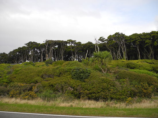 Rechts und links der Straße dichter Regenwald.