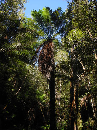 Die Wanderung um den See führt durch einen wunderschönen Farnwald.